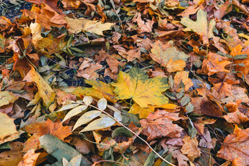 Beautiful yellow maple leaves on sunny day and blurry background. Golden autumn in city park. Close up, macro shot. Fall Scene.