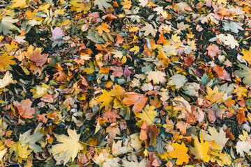 Beautiful yellow maple leaves on sunny day and blurry background. Golden autumn in city park. Close up, macro shot. Fall Scene.