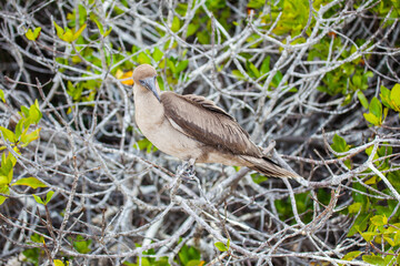 Red-footed booby in its habitat