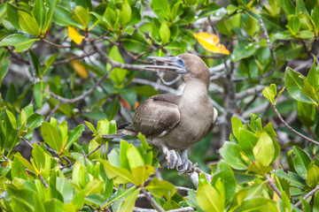 Red-footed booby in its habitat