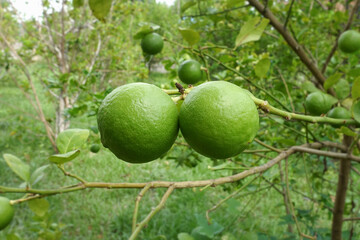 Thai lemons on the branches of lemon tree.Thai lemon.Thai green lemon.Lemon leaf.