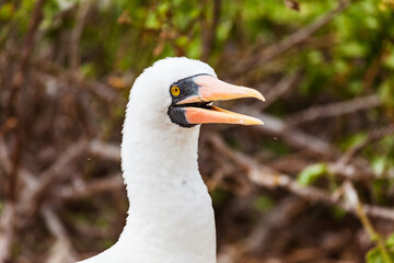 Nazca booby in its habitat
