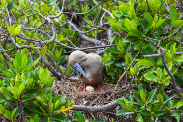 Red-footed booby in its habitat