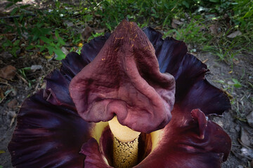 Flower of Konjac water-tub, Elephant yam. Scientific name;Amorphophallus paeoniifolius(Dennst)Nicolson