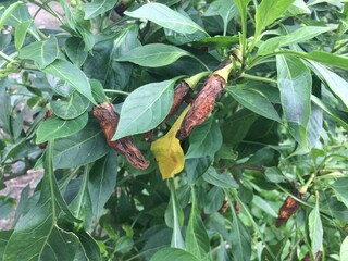 Chilli anthracnose disease caused by Colletotrichum species in Viet Nam.