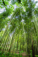 Fototapeta premium bamboo garden in Juknokwon South Korea