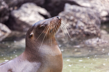 Obraz premium Sea lion enjoying its bath