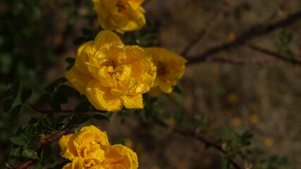 wet yellow rose on a green background in drops.