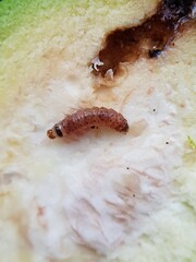 The larvae of rose apple fruit borer (Conogethes punctiferalis) and their symptoms injure on java rose apple in Viet Nam.