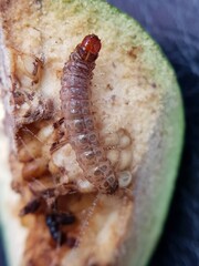 The larvae of rose apple fruit borer (Conogethes punctiferalis) and their symptoms injure on java rose apple in Viet Nam.
