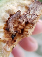 The larvae of rose apple fruit borer (Conogethes punctiferalis) and their symptoms injure on java rose apple in Viet Nam.