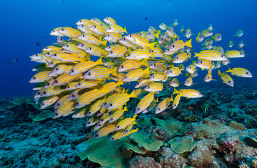 School of bright yellow tropical fish spread out as they swim towards camera above coral reef