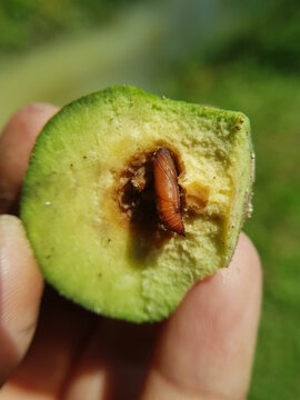 The pupa of rose apple fruit borer (Conogethes punctiferalis) and their symptoms injure on java rose apple in Viet Nam.