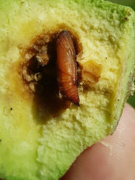 The pupa of rose apple fruit borer (Conogethes punctiferalis) and their symptoms injure on java rose apple in Viet Nam.