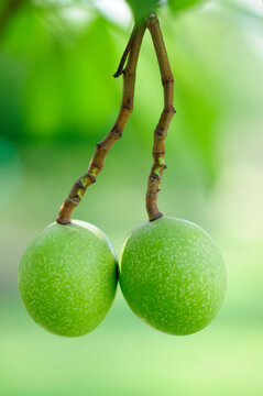 Fruit of a Calabash Tree