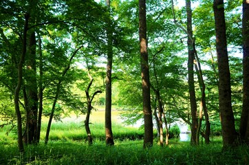 新緑　木漏れ日　湖　風景　茨城
