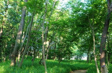新緑　木漏れ日　癒し　風景　茨城