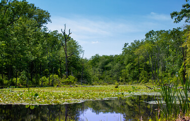 Fototapeta premium lake in the forest