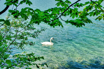 swans on the lake, Almsee Grünau Austria