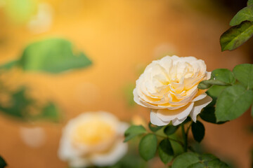 Roses in the garden