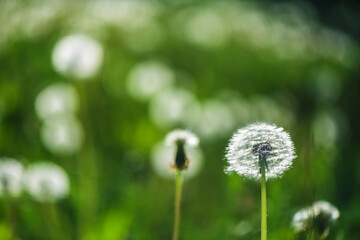 dandelion blower on background of green grass.