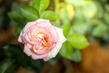 Roses in the garden