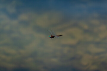 Flying Dragonfly