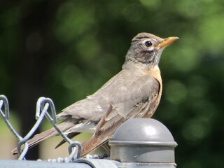 Bird perched on a fence 
