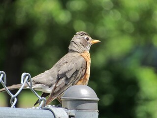 Bird on a fence 