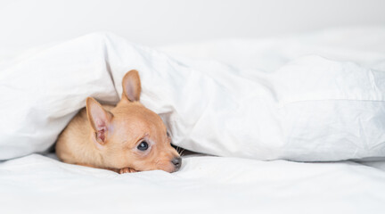 Sad Toy terrier puppy lies under a blanket on a bed at home. Empty space for text