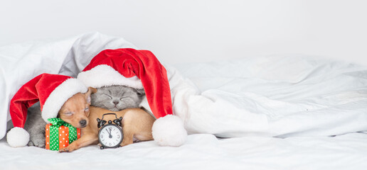 Toy terrier puppy and british kitten wearing red santa's hats sleep together with gift box and alarm clock on a bed at home. Panoramic view. Empty space for text