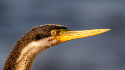 Cormorant Closeup