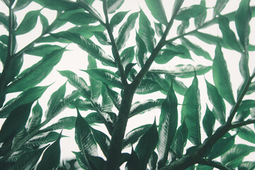 Green leaf (Konjac) pattern on surface background  leaf in the forest.