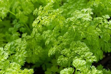 Chervil (Anthriscus cerefolium), sometimes called French parsley or garden chervil, is a delicate annual herb related to parsley - obrazy, fototapety, plakaty