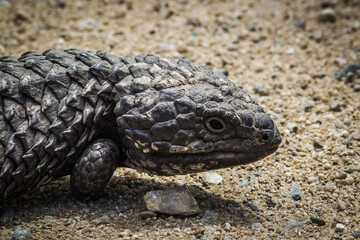 Shingleback, Two-Headed Skink, Stump-Tailed Skink, Bobtail - different names of the wild Australian lizard