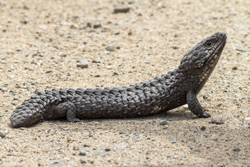Shingleback, Two-Headed Skink, Stump-Tailed Skink, Bobtail - different names of the wild Australian lizard