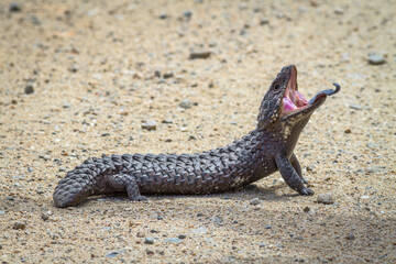 Shingleback, Two-Headed Skink, Stump-Tailed Skink, Bobtail - different names of the wild Australian...