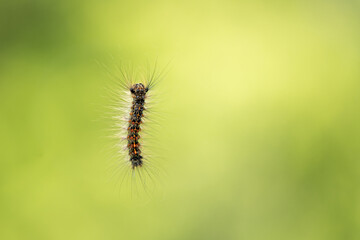 Gypsy moth, Lymantria dispar landscape