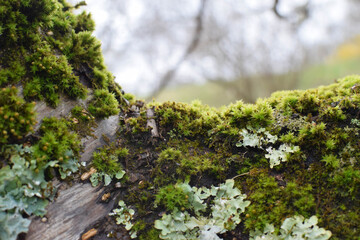 moss on tree