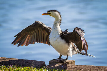Australian pied cormorant (Phalacrocorax varius)