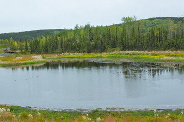 夏のアラスカ、森林地帯の池