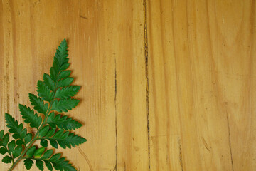 ferns leaves on wooden vintage background