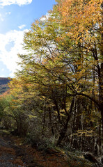 autumn in the forest