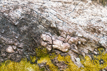 Closeup tree bark for designer background.