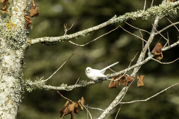 Rare White leucistic fantail pīwakawaka Sitting in the tree in New Zealand Native