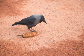 black crow standing on a corn 