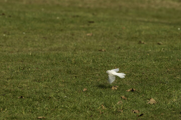 Rare White leucistic fantail pīwakawaka flying just above the grass New Zealand Native