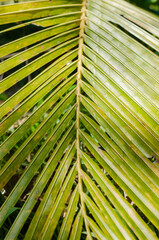 Green Leaf of Coconut (or Cocos Nucifera is botanical name) for Natural Background.
