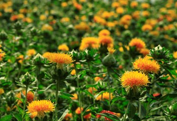 満開の紅花　