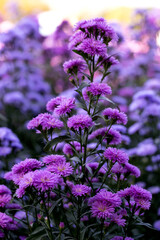 Pink,purple Margaret Flowers in garden.